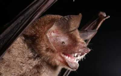 «كورونا جديد».. فايروس غامض في خفافيش البرازيل يثير الرعب