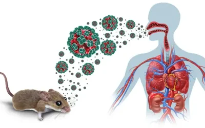 CDC — مركز السيطرة على الأمراض الأميركي – متلازمة فيروس هانتا الرئوية (HPS)
