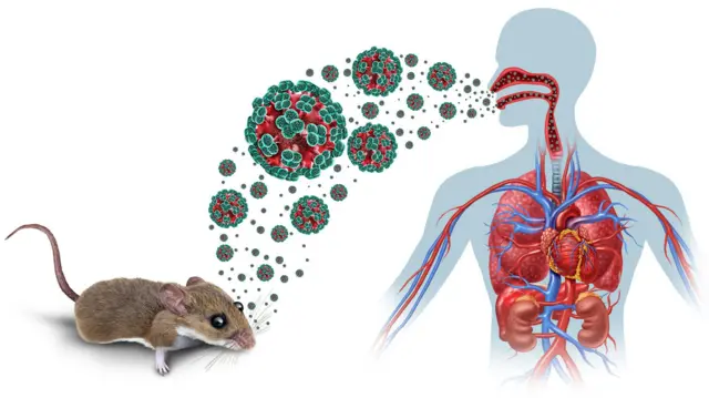 CDC — مركز السيطرة على الأمراض الأميركي – متلازمة فيروس هانتا الرئوية (HPS)